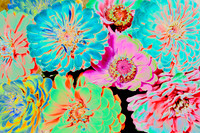 Over the Top Zinnias