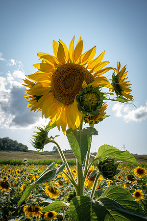 Sunflower, Suttons Bay MI