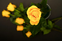 Yellow Rose