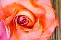 Simple Rose