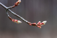 Buds