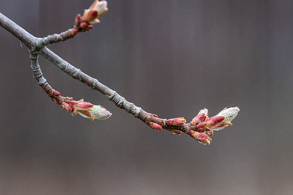 Buds