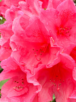 Azalea