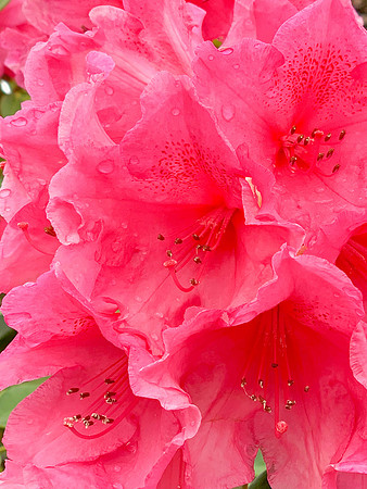 Azalea