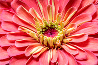 Zinnia