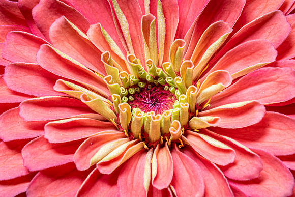 Zinnia