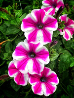 Petunia