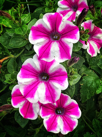 Petunia