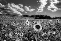 Sunflower Field, Suttons Bay MI