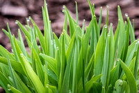 Dew