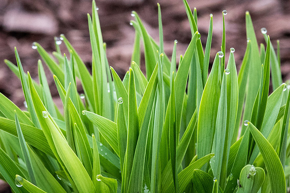 Dew