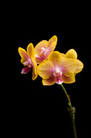 Orchid