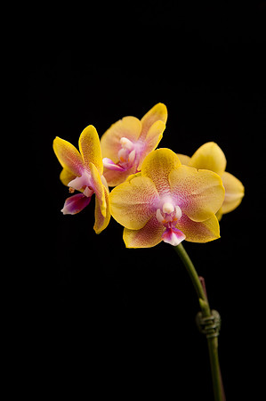 Orchid
