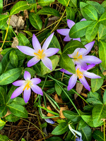 Spring Flower