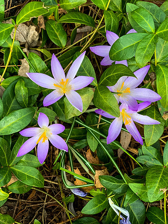 Spring Flower
