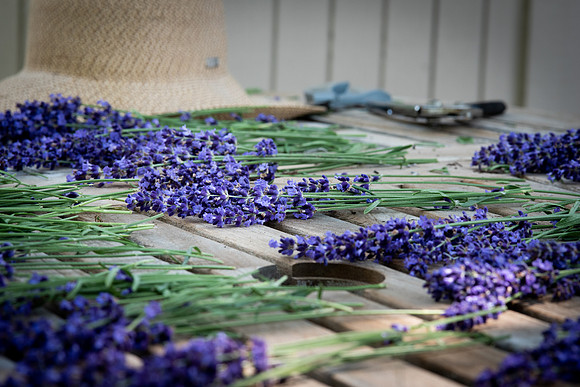 Lavender