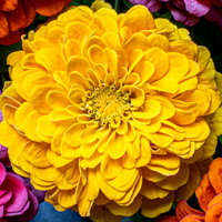 Zinnia