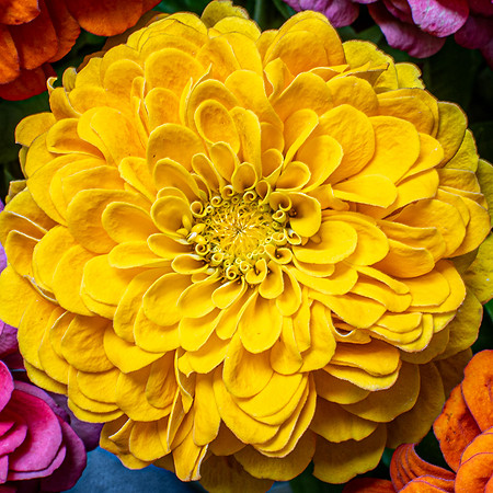 Zinnia