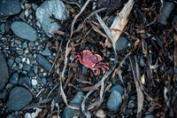 Whiffin Spit, Sooke BC
