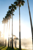 Palm Trees